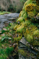 Close Up of Vibrant Green Moss, Plants and Rocks by River in Nature/Countryside of the Blue Ridge Mountains, Western North Carolina 
