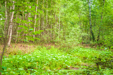 grass in the woods