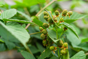 Green berries of black raspberries close up