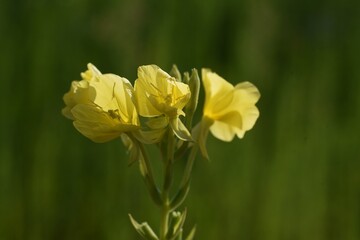 Obraz premium Evening primrose flowers. Onagraceae weed and wild vegetables medicinal plants. 