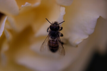 Photo macro photography of a bee on yellow rose leaves