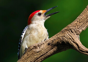 Male Red-bellied Woodpecker (Melanerpes carolinus) panting while clinging to a tree branch on a hot summer day.