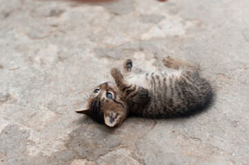 Obraz premium small wild cute kitty playing and laying on the ground