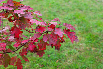 In the fall, the oak leaves turned red