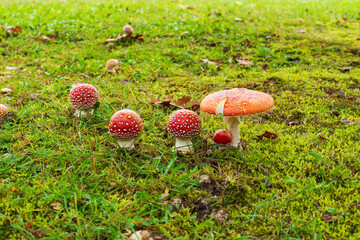 Amanita family lined up in a row to show themselves