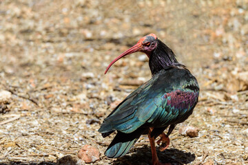 Northern bald ibis on a summer sunny day in the park. Ibis head close up.
