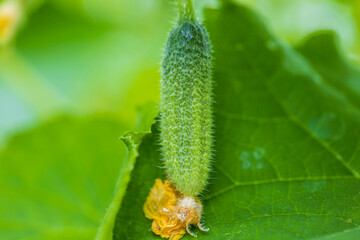 Close up view of  cucumbers. Healthy eating concept. Beautiful green nature backgrounds. Sweden.