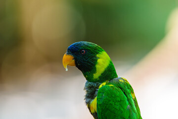 Parrot black-capped lory on a summer sunny day in the park.