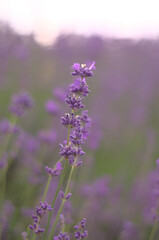 Tender lavender on the sunset. The colour is vivid and warm from the sun beams. Bokeh background creates a majestic vibe.