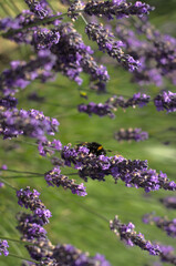 Obraz premium Tender lavender on the sunset. The colour is vivid and warm from the sun beams. Bokeh background creates a majestic vibe.