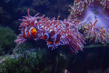 fish in aquarium clownfish