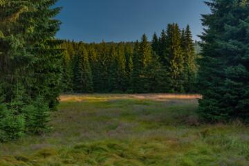 Color morning meadows and forests near Stozec village in summer
