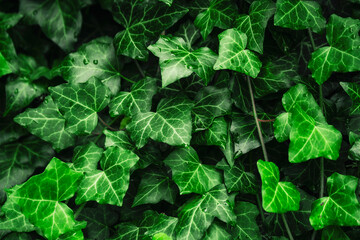 Dense leaves of green ivy with water drops .