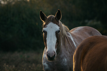 Obraz premium portrait of a horse