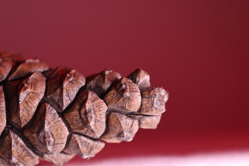 Pine Cone close up detail against red background