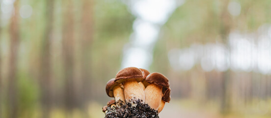 Young mushrooms in the autumn forest