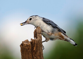White breasted Nuthatch (Sitta carolinensis) perched on a tree stump and peanut feeder.