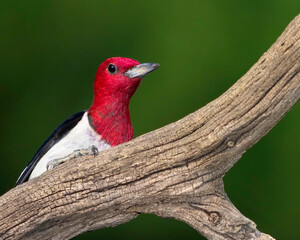 red headed woodpecker clinging to a tree stump searching for bugs.