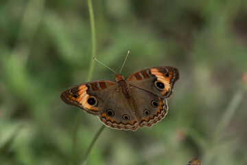 Fototapeta premium butterfly on a flower