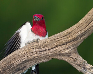 Redheaded Woodpecker (Melanerpes erythrocephalus) clinging to a tree stump while searching for bugs.