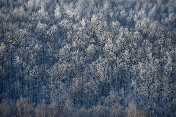 Snow-covered forest