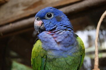 Perico