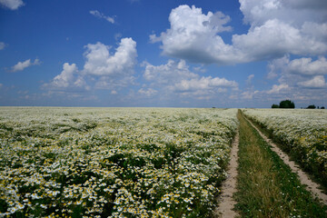The road in the chamomile field