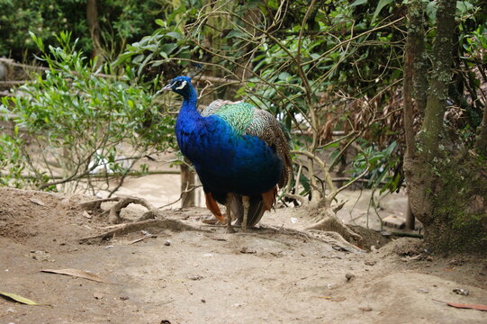 Pavo Real