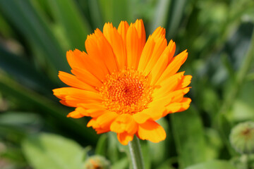 Nahaufnahme einer Ringeblume
