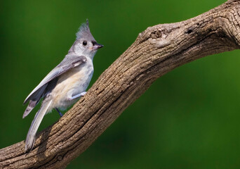 Tufted Titmouse ((Baeolophus bicolor) perched on a tree branch searching for seeds and bugs.