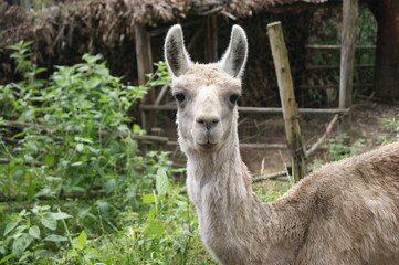 Fototapeta premium Llama