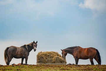 Two horses feed on the foled pasture from a stack with a hay pack.