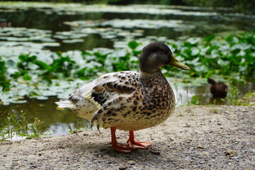 Duck in front of a lake in Germany