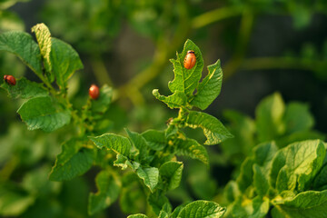 The larvae of the Colorado potato beetle destroy potato leaves - this brings great harm to the...