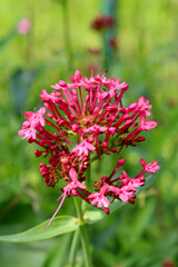 Fototapeta premium Nahaufnahme einer rote Spornblume