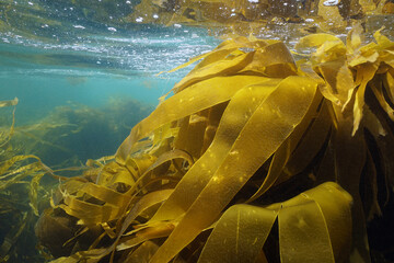 Laminaria kelp brown algae seaweeds underwater in the ocean, Atlantic, Spain, Galicia - obrazy, fototapety, plakaty