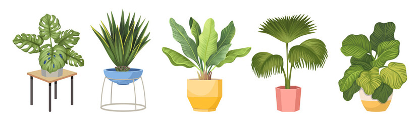 Set Potted Palm Trees Monstera, Agave or Ficus Exotic Plants in Flowerpots. Domestic Tropical Decorative Palms in Pots