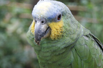 Perico
