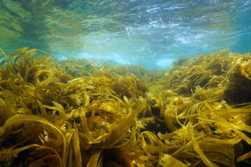 Fototapeta na wymiar Ripples of algae seaweeds in the ocean, underwater seascape, Atlantic, Spain, Galicia