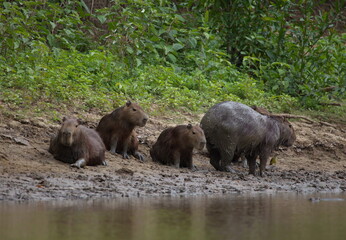 Closeup portrait of family of Capybara (Hydrochoerus hydrochaeris) resting and playing in mud riverbank, Bolivia.