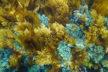 Underwater algae seaweeds on the ocean floor (Cystoseira and Laminaria), Eastern Atlantic, Spain, Galicia © dam