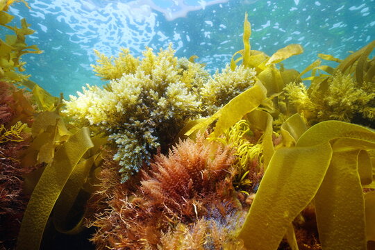 Various marine algae seaweeds underwater in the Atlantic ocean, Galicia, Spain, Pontevedra