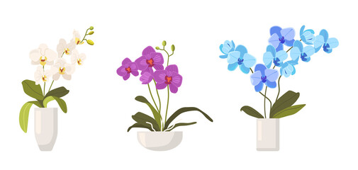 Set of Orchids in Flowerpots Isolated on White Background. Different Types of Tropical or Domestic Colorful Blossoms © Pavlo Syvak