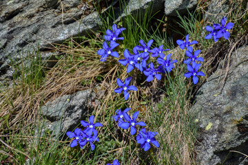 Enzian, Frühlingsenzian, Frühlings-Enzian, Blume, Alpenblume, Kelch, tiefblau, blau, klein,...