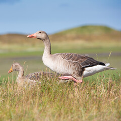 Naklejka na ściany i meble grey geese in summer grass on the island of texel in the netherlands