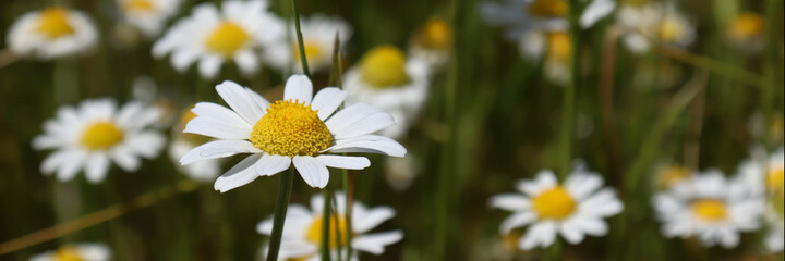 Nature banner. Chamomile field with flowers. The concept of nature, environment, cleanliness and ecology.