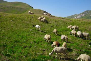group of sheep and goats grazing in the campo imperatore abruzzo