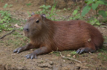 Closeup side on portrait of Capybara (Hydrochoerus hydrochaeris) laying down on riverbank, Bolivia.