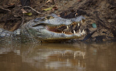 Closeup side on portrait of Black Caiman (Melanosuchus niger) head in water with jaw open showing teeth, Bolivia