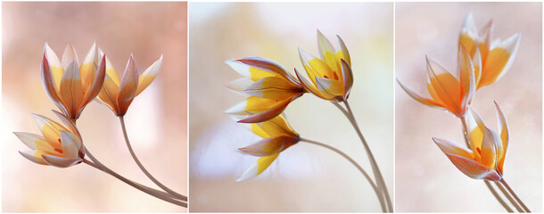 Fototapeta Kwiaty tulipany 